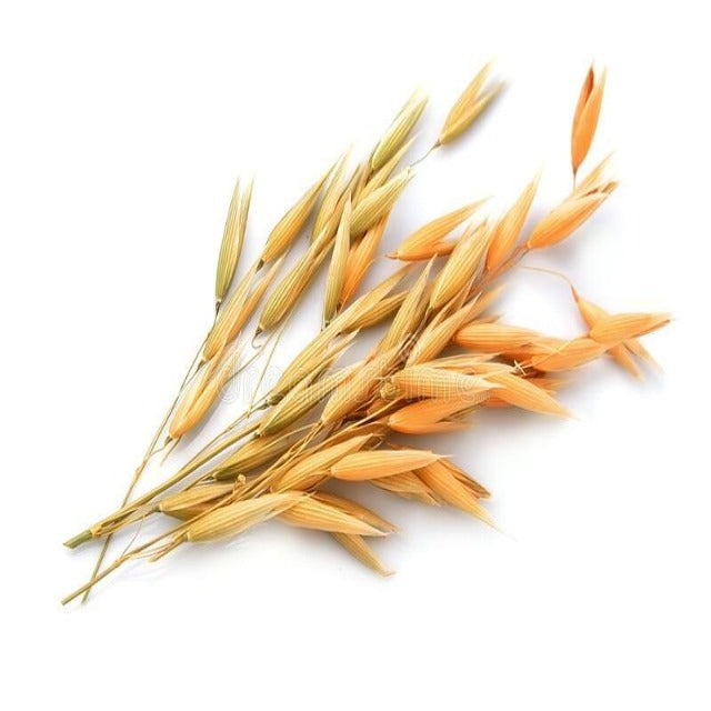 Oat Oil Pesticide Free - Soap supplies,Soap supplies Canada,Soap supplies Calgary, Soap making kit, Soap making kit Canada, Soap making kit Calgary, Do it yourself soap kit, Do it yourself soap kit Canada,  Do it yourself soap kit Calgary- Soap and More the Learning Centre Inc