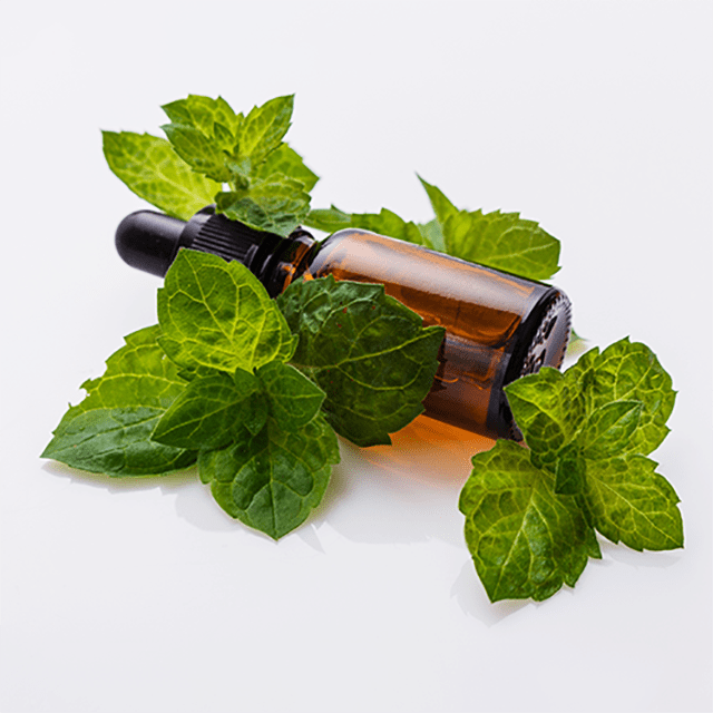Peppermint Essential Oil Japanese (Cornmint) - Soap supplies,Soap supplies Canada,Soap supplies Calgary, Soap making kit, Soap making kit Canada, Soap making kit Calgary, Do it yourself soap kit, Do it yourself soap kit Canada,  Do it yourself soap kit Calgary- Soap and More the Learning Centre Inc