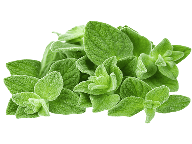 Oregano Essential Oil - Soap supplies,Soap supplies Canada,Soap supplies Calgary, Soap making kit, Soap making kit Canada, Soap making kit Calgary, Do it yourself soap kit, Do it yourself soap kit Canada,  Do it yourself soap kit Calgary- Soap and More the Learning Centre Inc