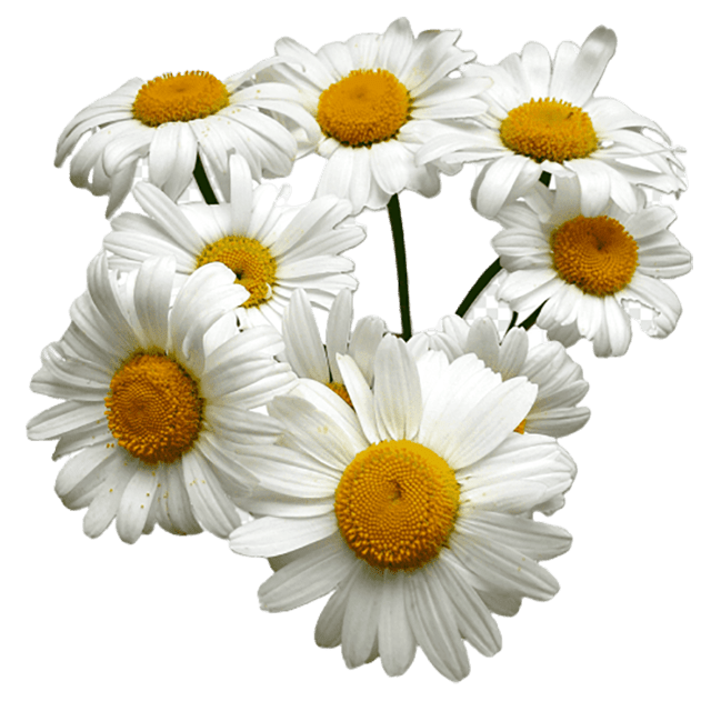 Chamomile, German Blue Organic Essential Oil, 10% - Soap supplies,Soap supplies Canada,Soap supplies Calgary, Soap making kit, Soap making kit Canada, Soap making kit Calgary, Do it yourself soap kit, Do it yourself soap kit Canada,  Do it yourself soap kit Calgary- Soap and More the Learning Centre Inc