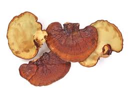 Mushroom Extract Liquid - Soap supplies,Soap supplies Canada,Soap supplies Calgary, Soap making kit, Soap making kit Canada, Soap making kit Calgary, Do it yourself soap kit, Do it yourself soap kit Canada,  Do it yourself soap kit Calgary- Soap and More the Learning Centre Inc