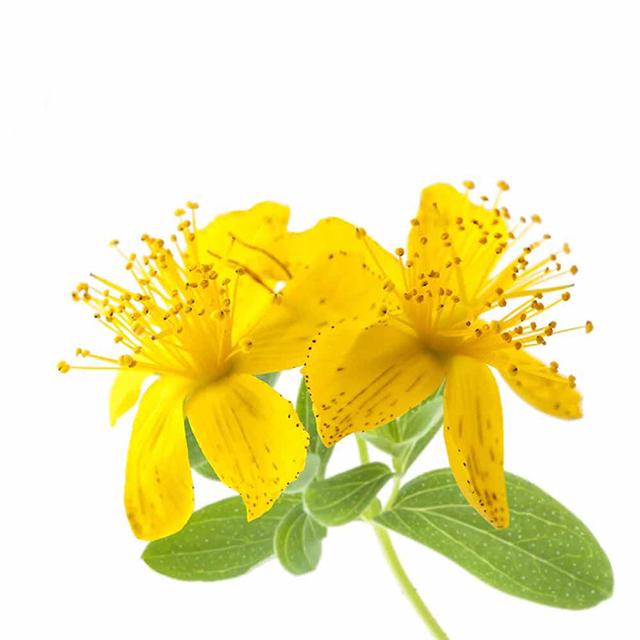 St. Johns Wort in Extra Virgin Olive Oil Organic - Soap supplies,Soap supplies Canada,Soap supplies Calgary, Soap making kit, Soap making kit Canada, Soap making kit Calgary, Do it yourself soap kit, Do it yourself soap kit Canada,  Do it yourself soap kit Calgary- Soap and More the Learning Centre Inc