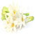 Tuberose Absolute Pesticide Free - Soap supplies,Soap supplies Canada,Soap supplies Calgary, Soap making kit, Soap making kit Canada, Soap making kit Calgary, Do it yourself soap kit, Do it yourself soap kit Canada,  Do it yourself soap kit Calgary- Soap and More the Learning Centre Inc
