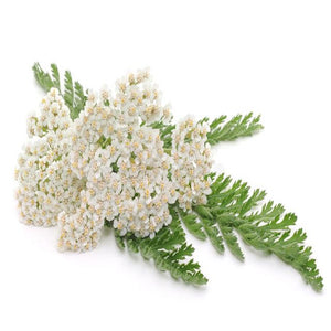 Yarrow Flowers Pesticide Free - Soap supplies,Soap supplies Canada,Soap supplies Calgary, Soap making kit, Soap making kit Canada, Soap making kit Calgary, Do it yourself soap kit, Do it yourself soap kit Canada,  Do it yourself soap kit Calgary- Soap and More the Learning Centre Inc