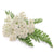 Yarrow Flowers Pesticide Free - Soap supplies,Soap supplies Canada,Soap supplies Calgary, Soap making kit, Soap making kit Canada, Soap making kit Calgary, Do it yourself soap kit, Do it yourself soap kit Canada,  Do it yourself soap kit Calgary- Soap and More the Learning Centre Inc