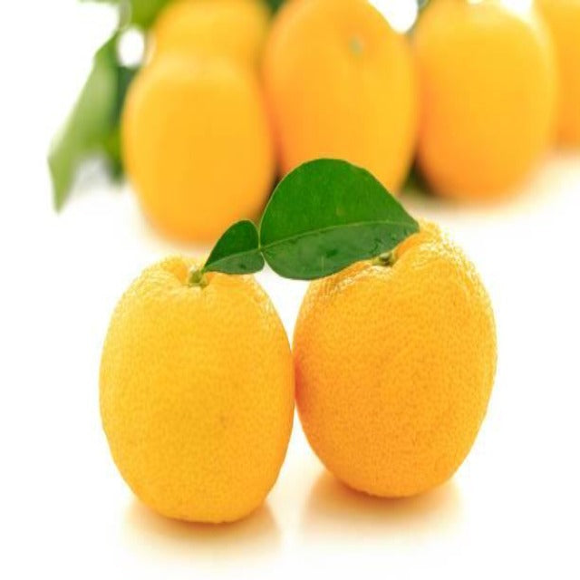 Yuzu Essential Oil Organic - Soap supplies,Soap supplies Canada,Soap supplies Calgary, Soap making kit, Soap making kit Canada, Soap making kit Calgary, Do it yourself soap kit, Do it yourself soap kit Canada,  Do it yourself soap kit Calgary- Soap and More the Learning Centre Inc